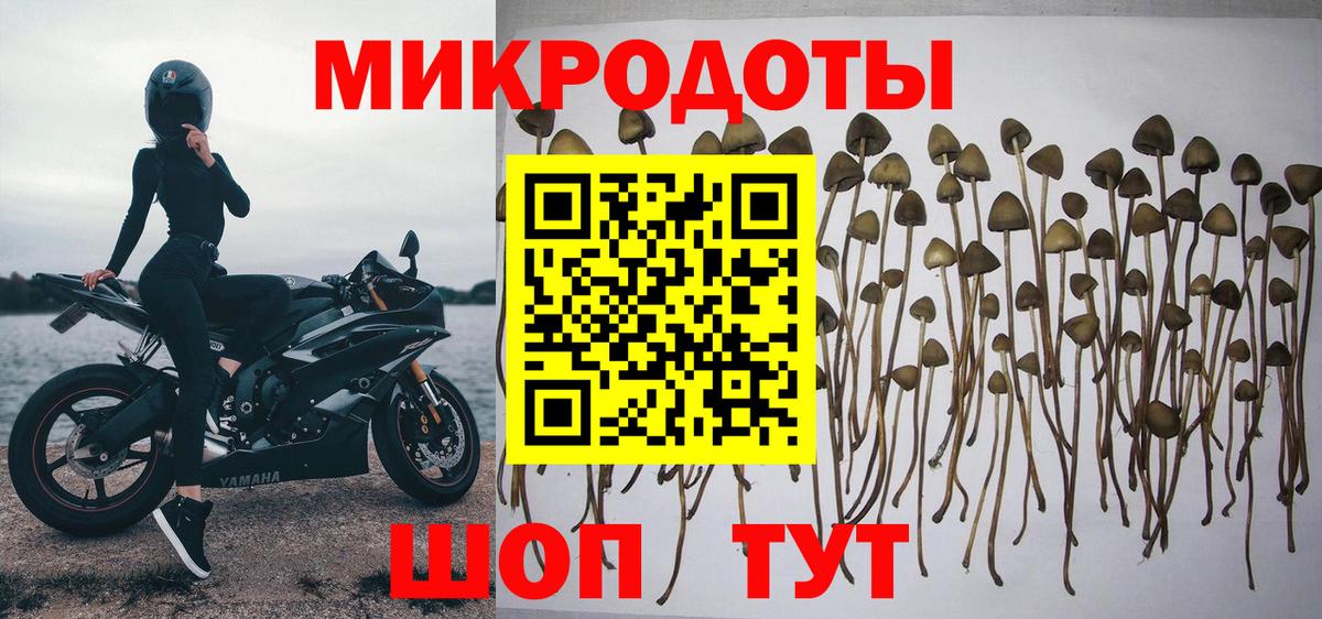 Псилоцибиновые грибы Cubensis Тимашёвск